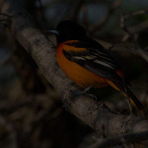 Baltimore Oriole