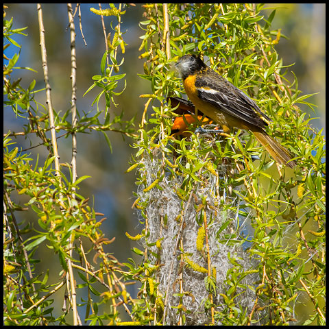 Baltimore Oriole