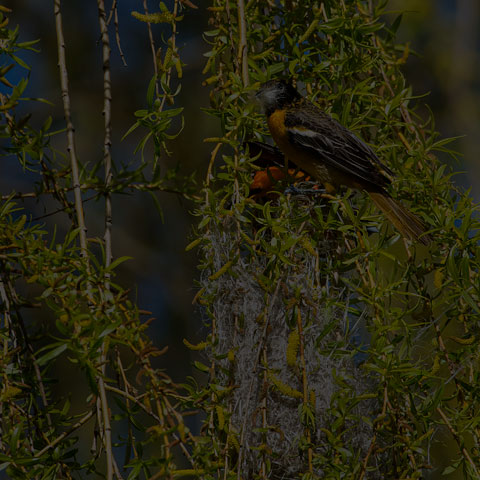 Baltimore Oriole