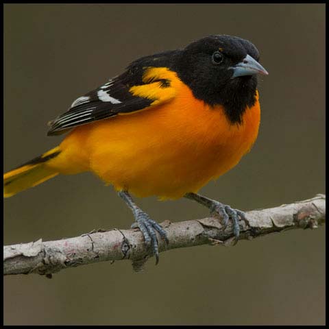 Baltimore Oriole