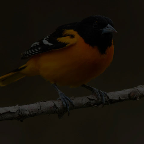 Baltimore Oriole