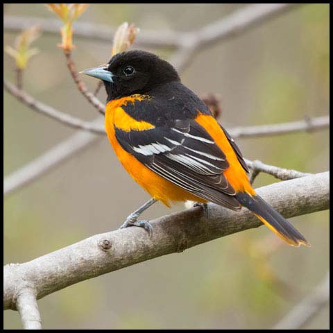 Baltimore Oriole
