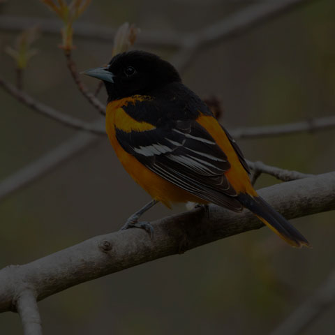 Baltimore Oriole
