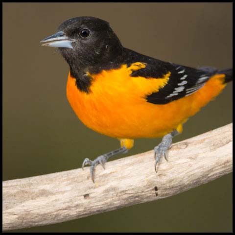 Baltimore Oriole