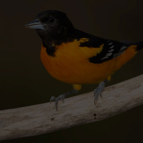 Baltimore Oriole