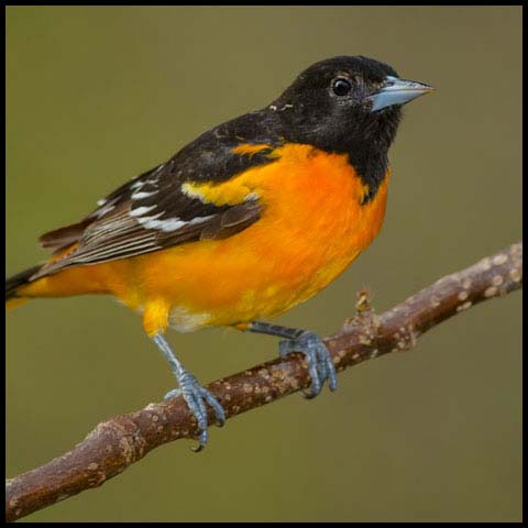 Baltimore Oriole