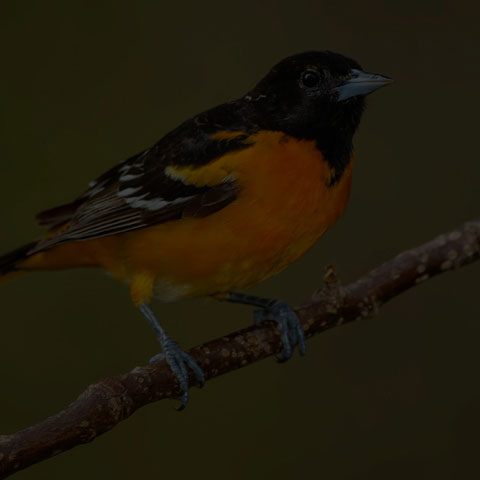 Baltimore Oriole