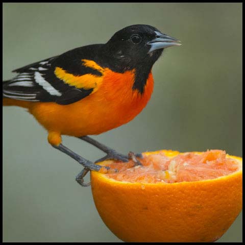 Baltimore Oriole