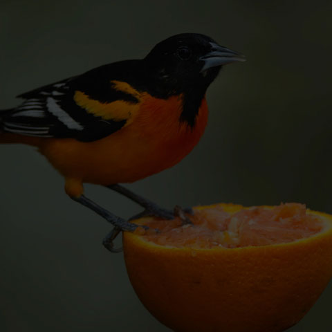Baltimore Oriole