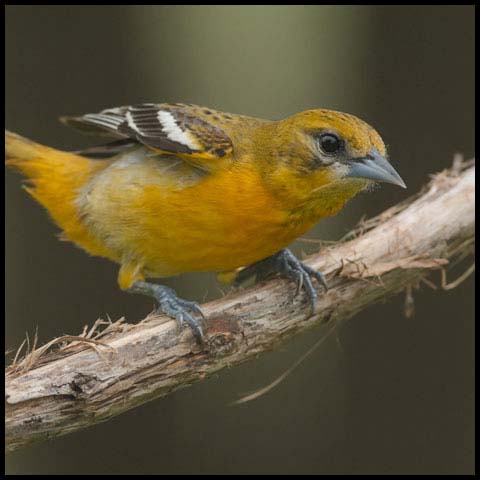 Baltimore Oriole