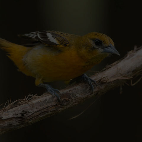 Baltimore Oriole