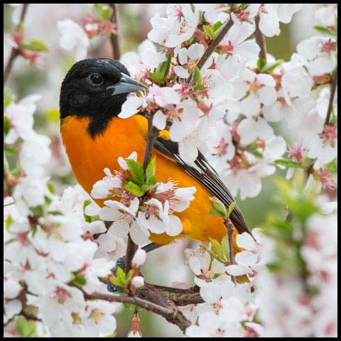 Baltimore Oriole