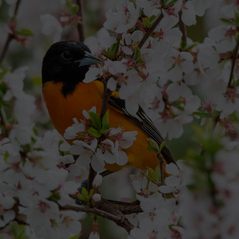 Baltimore Oriole