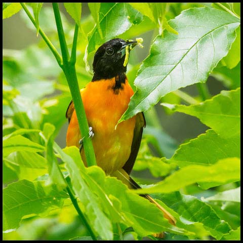 Baltimore Oriole