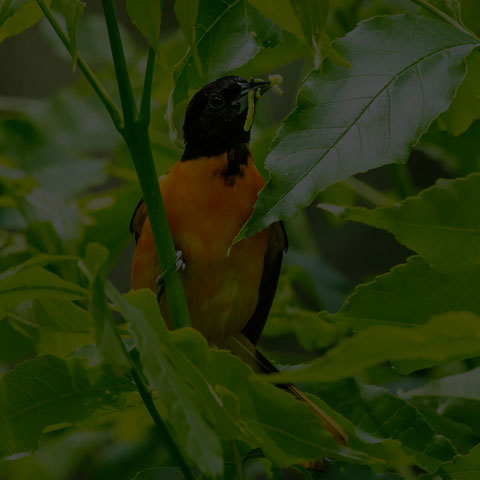 Baltimore Oriole