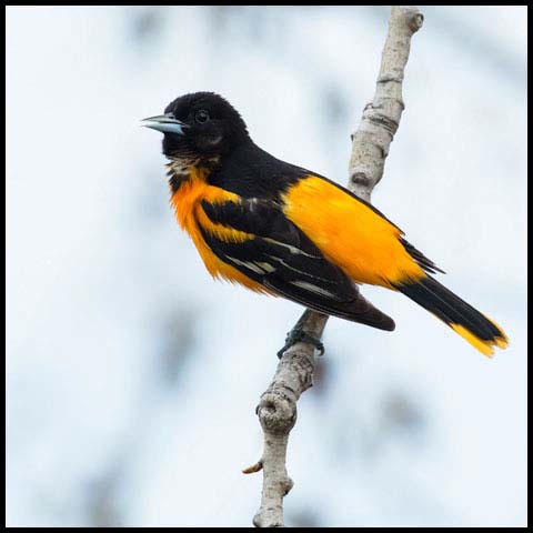 Baltimore Oriole