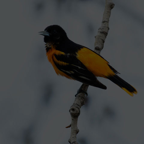 Baltimore Oriole