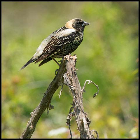 Bobolink