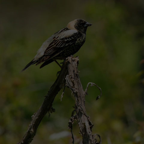 Bobolink