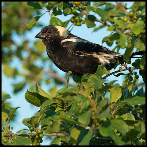 Bobolink