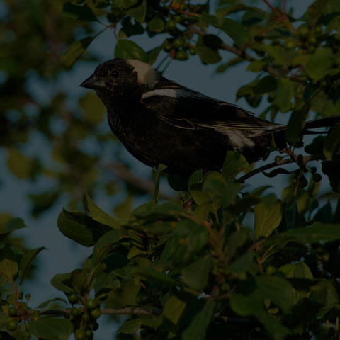 Bobolink