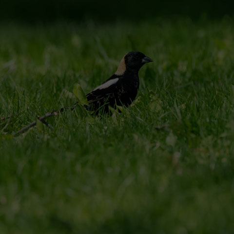 Bobolink