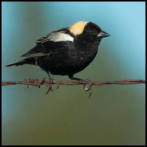 Bobolink