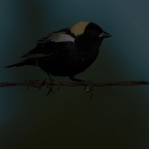 Bobolink