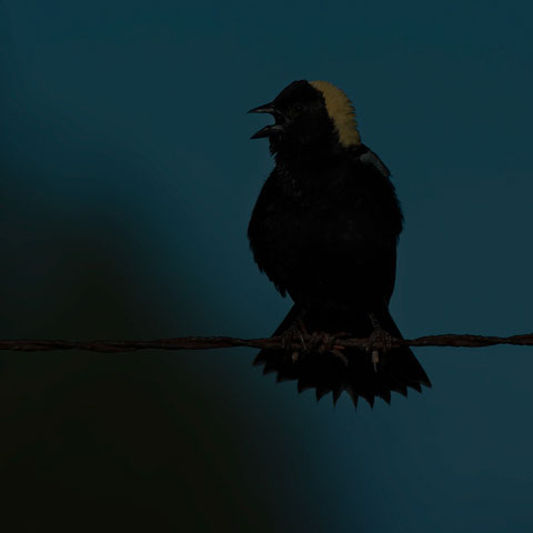Bobolink