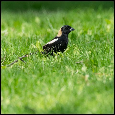Bobolink