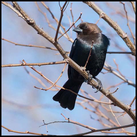 Brown-headed Cowbird