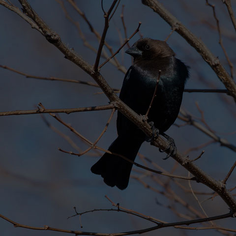 Brown-headed Cowbird