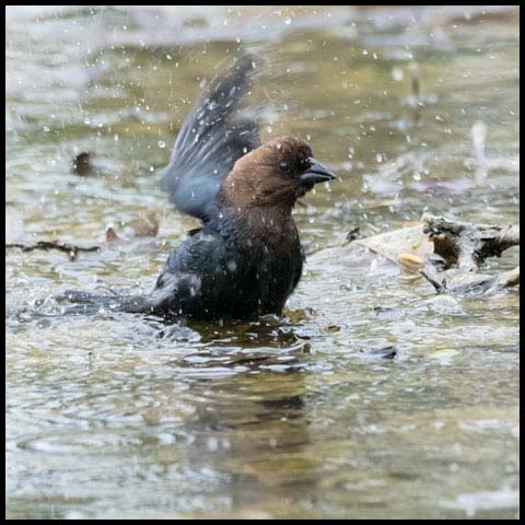 Brown-headed Cowbird