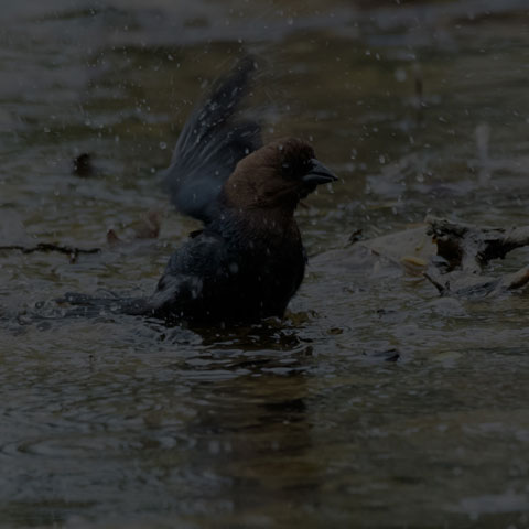 Brown-headed Cowbird