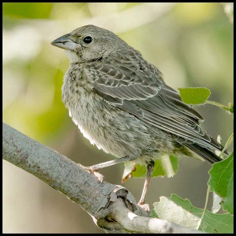 Brown-headed Cowbird