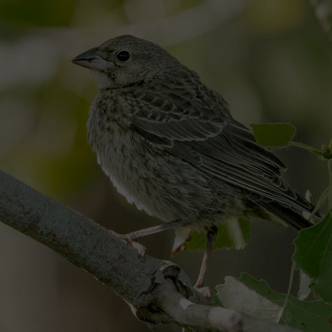 Brown-headed Cowbird