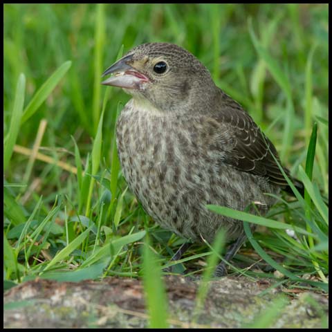 Brown-headed Cowbird