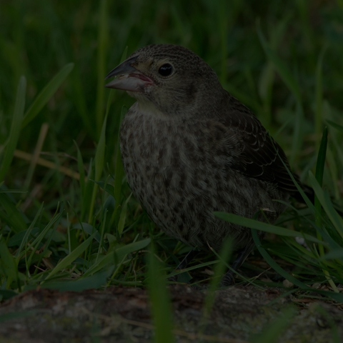 Brown-headed Cowbird
