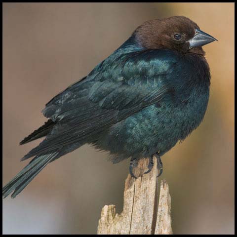 Brown-headed Cowbird