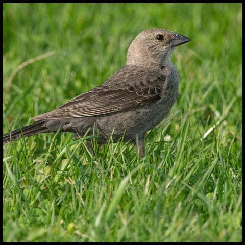 Brown-headed Cowbird