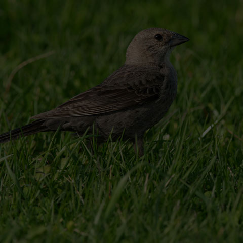 Brown-headed Cowbird