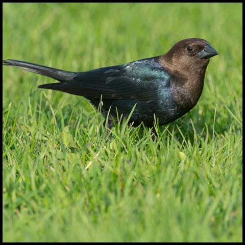 Brown-headed Cowbird