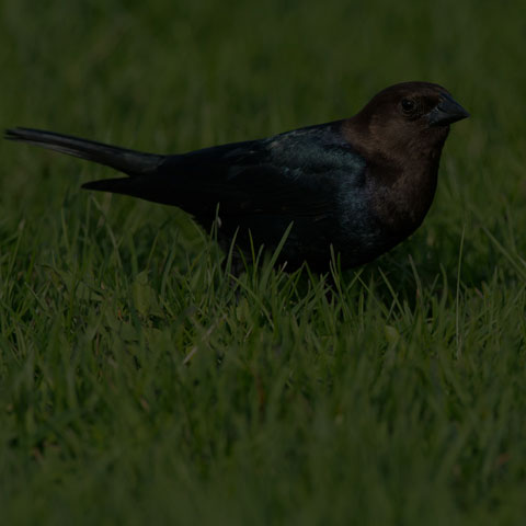 Brown-headed Cowbird