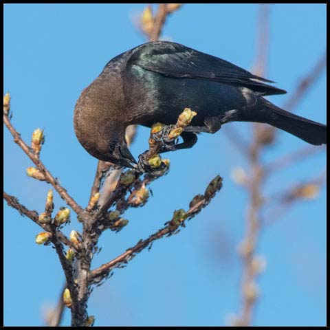 Brown-headed Cowbird