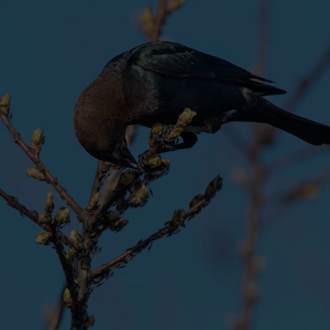 Brown-headed Cowbird