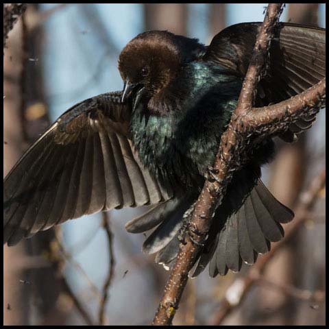 Brown-headed Cowbird
