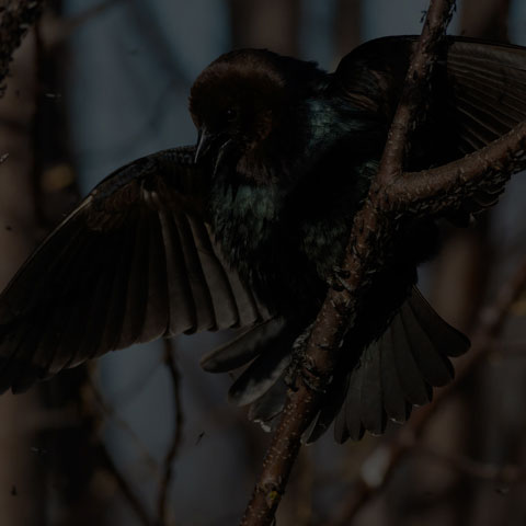 Brown-headed Cowbird