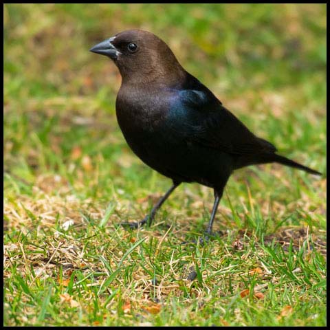 Brown-headed Cowbird