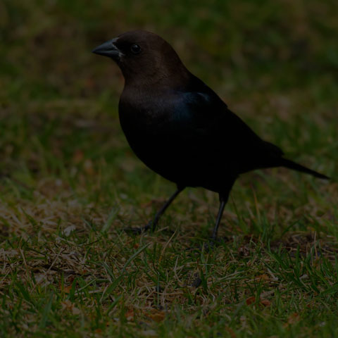Brown-headed Cowbird