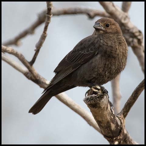 Brown-headed Cowbird
